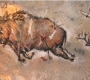 dzunglica2
